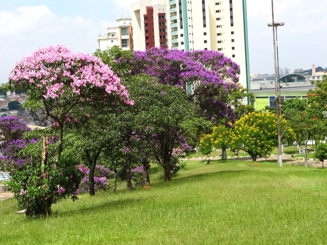 Arvores floridas e gramado do Parque CERET, com predios da zona leste ao fundo